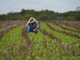 Plantio de soja no Brasil tem atraso ante média histórica, diz AgRural