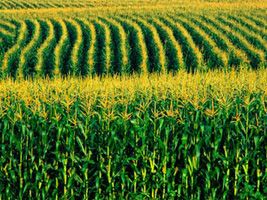 Plantio de milho avança forte em MT na carona de boa colheita de soja, diz Imea