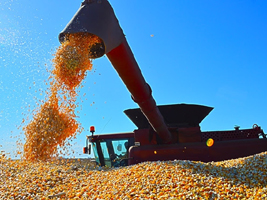 Produção de grãos aumenta para 209,5 milhões de toneladas