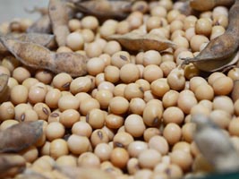 PR: cerca de 25% da soja já foi vendida antecipadamente
