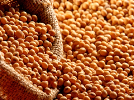Brasil já vendeu 30% da nova safra de soja