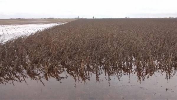 Argentina pode exportar até 25% a menos de soja após inundações