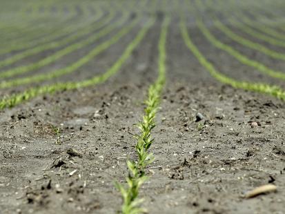 Paraná tem novo calendário de plantio e colheita da soja