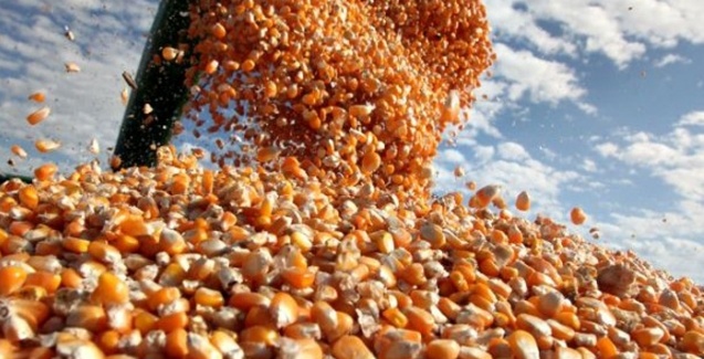 Colheita do milho encerra em Mato Grosso com preço de até R$ 19,15