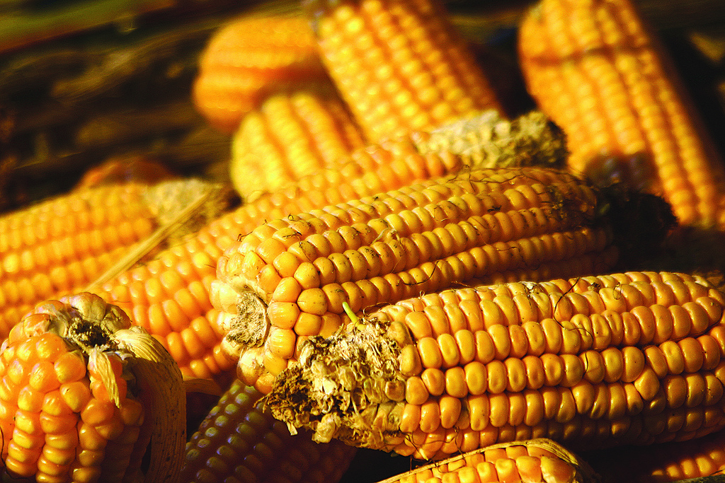 Colheita do milho safrinha em MS atinge 2% da área