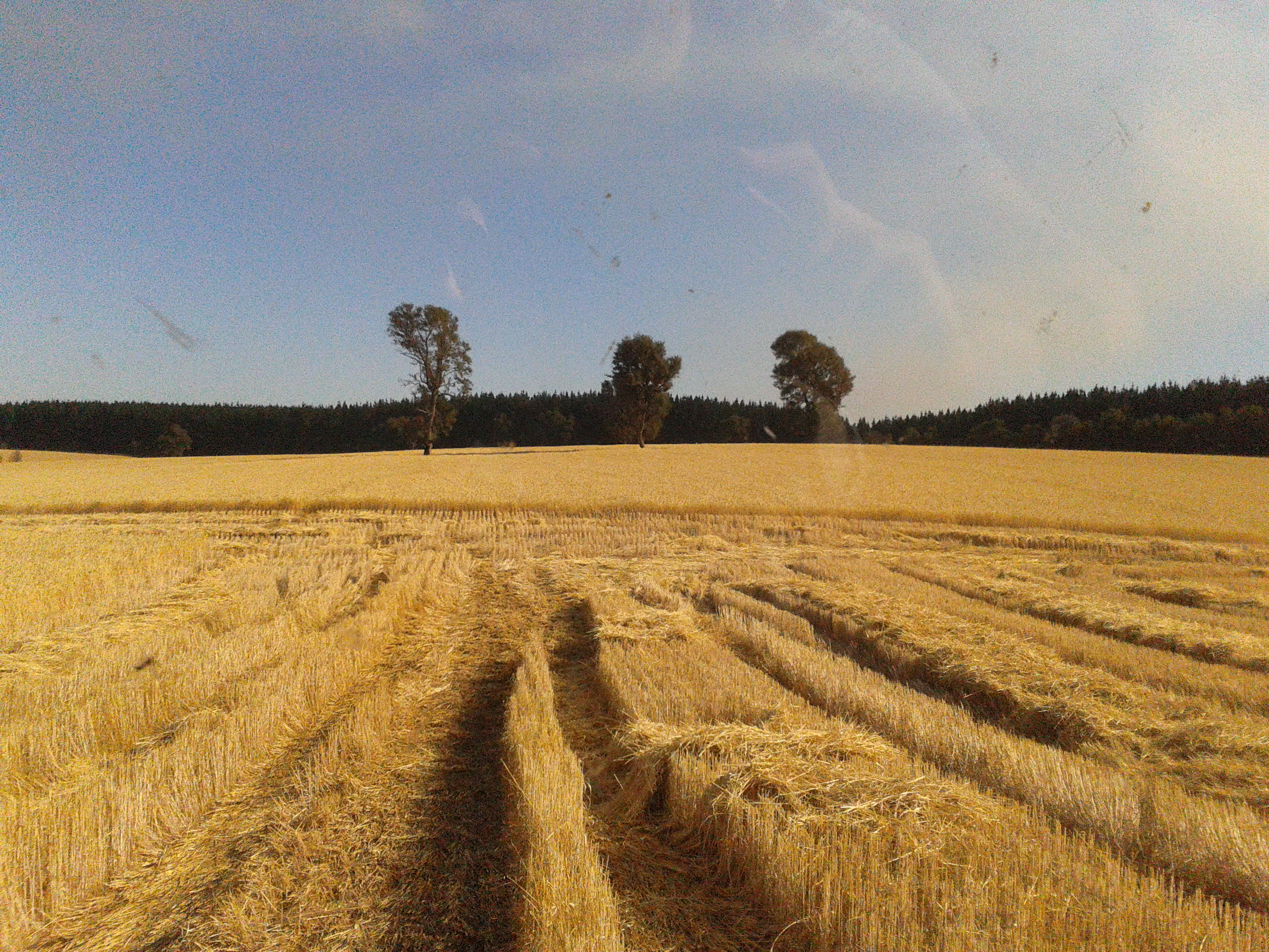 RS inicia plantio de trigo sem umidade ideal no solo