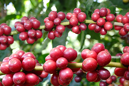 Safra de café do Brasil pode superar 53 mi sacas em 2016, diz indústria