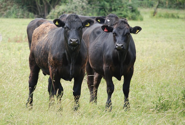 Brasil assina esta semana acordo com EUA para exportação de carne bovina in natura