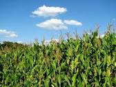 Mais de 50% do milho deve ser plantado fora da janela em Mato Grosso