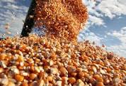 Exportação de milho chega a 1 milhão de toneladas em quatro dias de dezembro