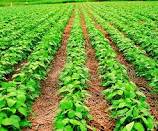 AgRural aponta que plantio da soja recupera atraso e atinge 81% da área