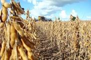 Governo de Goiás decreta tributação sobre exportações de soja e milho