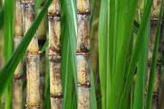 Produtores do Mato Grosso querem produzir 4 bilhões de litros de etanol de milho