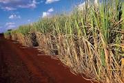 Para CNA, o aumento da CIDE, da chuva e a seca na Ásia em 2015 favorecem safra de cana-de-açúcar