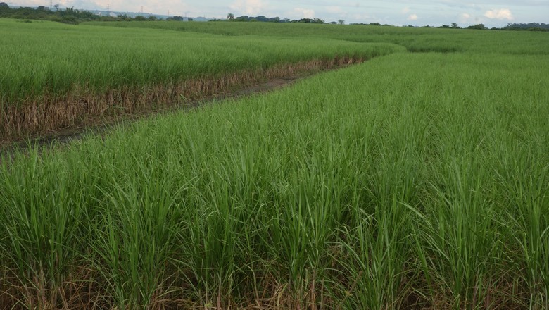 IBGE: uso intenso de cana para etanol afeta produção de açúcar