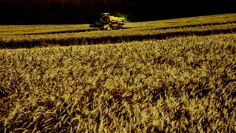 Paraná eleva estimativas de produção de milho safrinha e de trigo