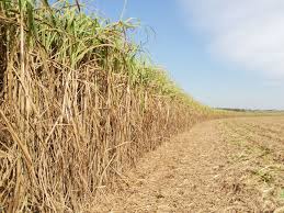 Brasil deve ampliar uso de cana para produção de açúcar na temporada 2016/17