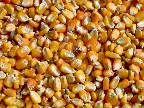 Produção de milho recua 13% no MS, primeira queda em cinco anos