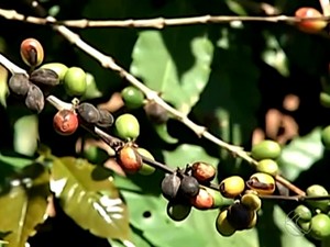 Safra de café no Triângulo Mineiro pode aumentar em até 80% neste ano