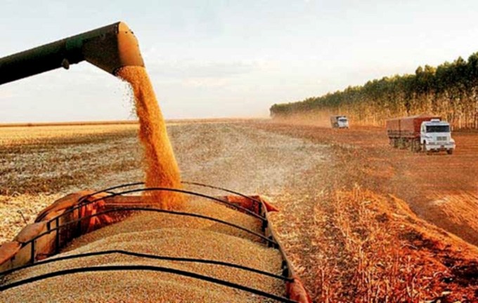 Proposta de isenção de imposto abre caminho para Nordeste importar milho dos EUA