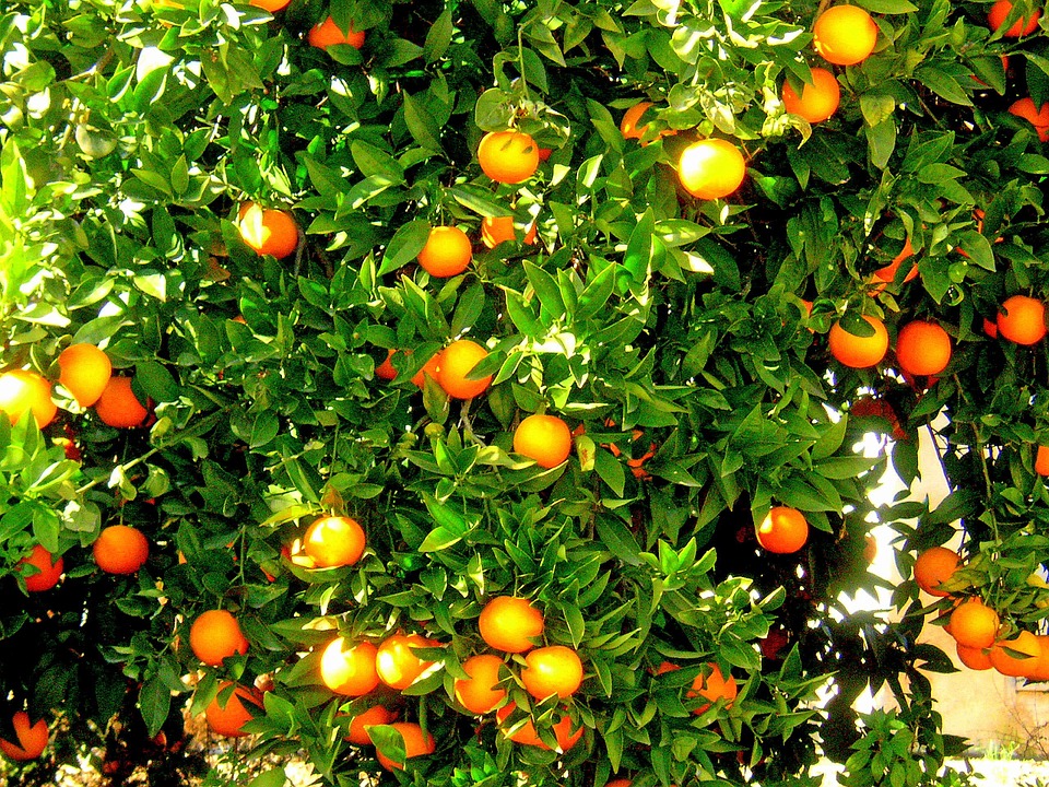 Produção de laranjas no Brasil na safra 2016/2017 deve atingir 351,7 milhões de caixas