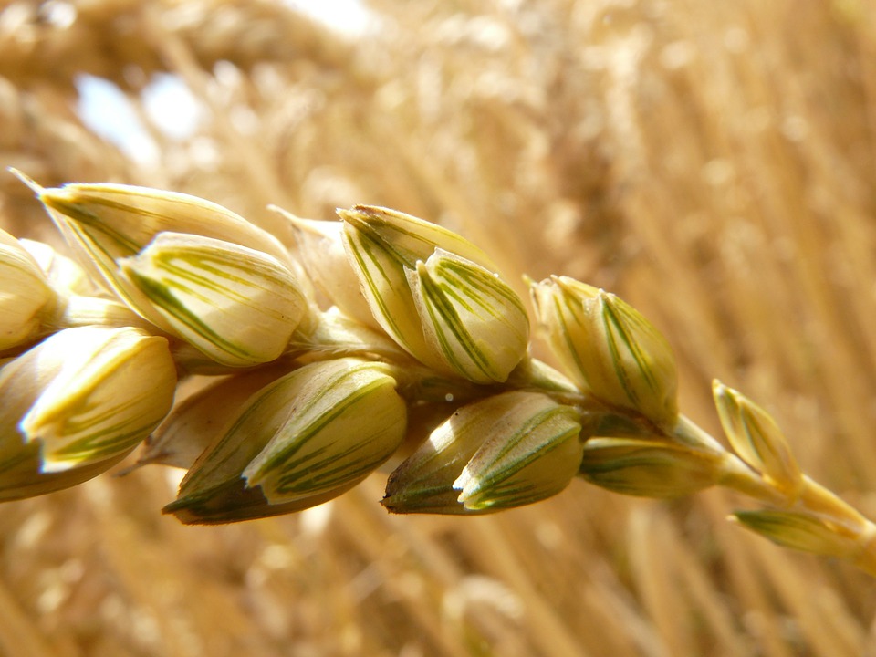 Em maio, IBGE prevê safra de grãos 6,5% menor que a de 2015
