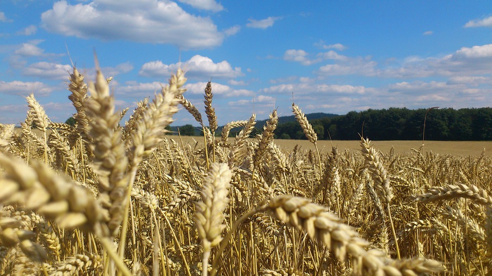 Maior produtor de trigo do Brasil, Paraná reduz área plantada