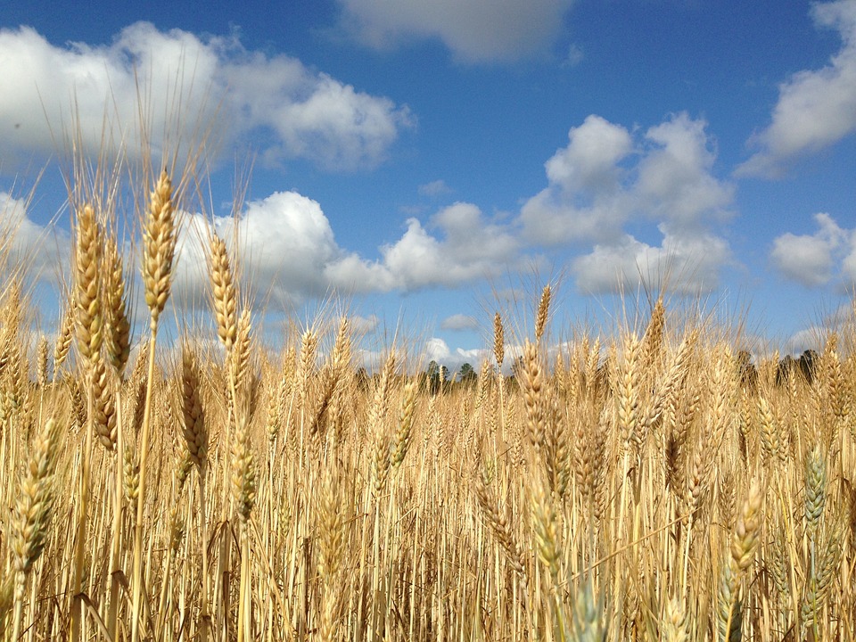 Área de trigo deve cair mais de 10% no RS