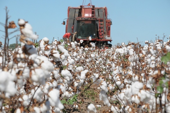 Utilização de fertilizantes importados deverão elevar o custo de produção do algodão em MT